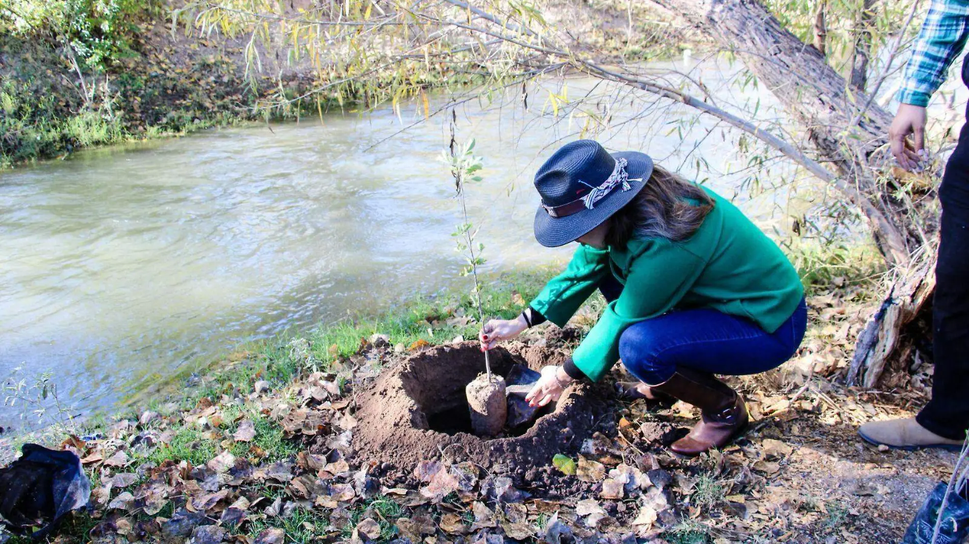 restauración Saucillo reforestar